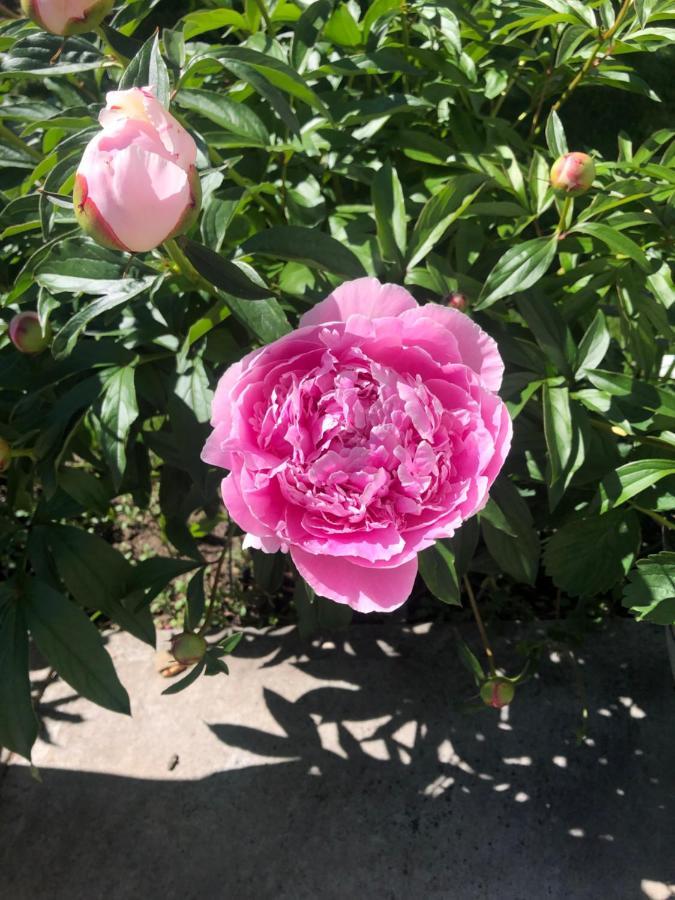 Hotel Hamptons Rose Garden Family! à Calgary Extérieur photo